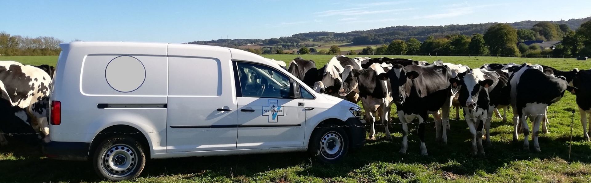Un véhicule vétérinaire au milieu d’un troupeau de vaches au pâturage.